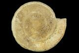 Skirroceras (Stephanoceras) Ammonite - Dorset, England #130207-1